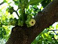 Diospyros digyna - Maher Black Sapote — Tatiana Gerus.jpg