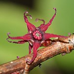 暗紅紫色の花を2個背中合わせに付ける