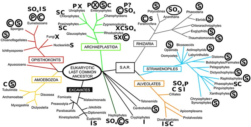 File:Diversity of biomineralization across the eukaryotes.jpg