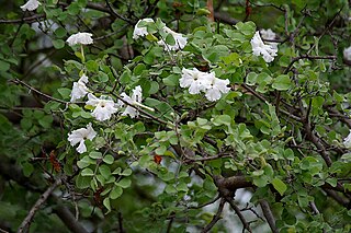 <i>Dolichandrone</i> Genus of flowering plants