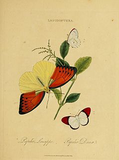 <i>Hebomoia</i> Butterfly genus in family Pieridae