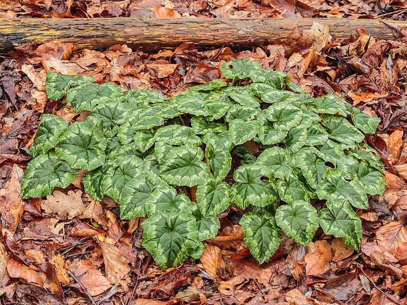 File:Doorweekt blad van Cyclamen hederifolium na langdurige motregen.jpg