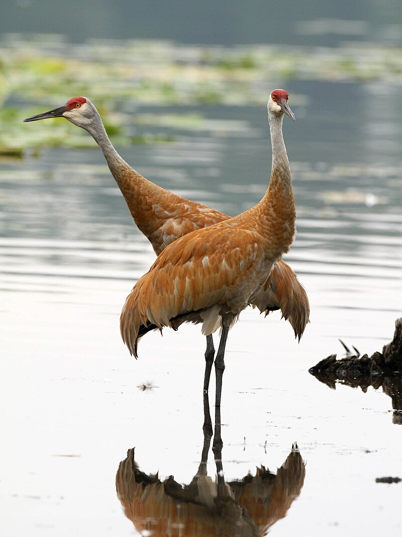 While common, sandhill cranes are nothing short of extraordinary