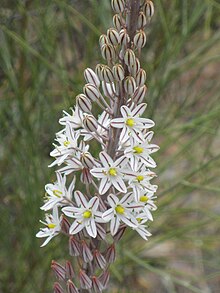 Drimia maritima Infllor 2010-10-03 SierraMadrona.jpg