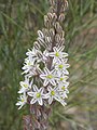 Inflorescence