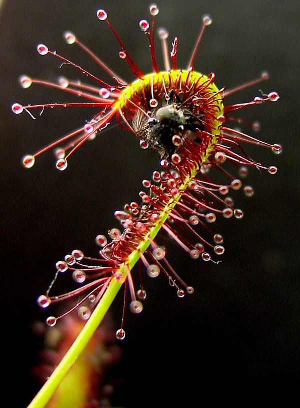 Carnivorous plant: sundew engulfing an insect