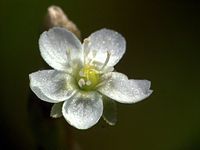 D. rotundifolia