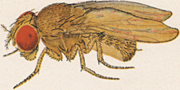 Miniatura para Drosophila ananassae