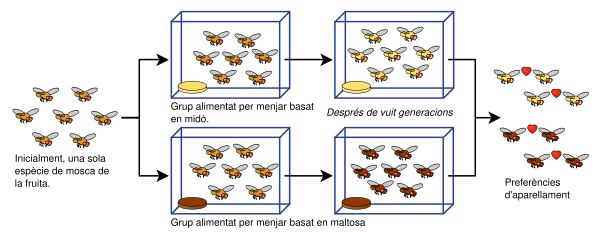 File:Drosophila speciation experiment ca.svg