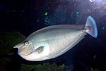 Dubai Aquarium-Unicorn Fish.jpg