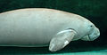 Dugong (Dugong dugon)