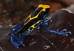 Dyeing Poison Frog (Dendrobates tinctorius) (27596994639).jpg