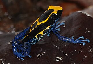 <span class="mw-page-title-main">Dyeing poison dart frog</span> Species of amphibian