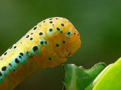 Caterpillar of Dysphania percota