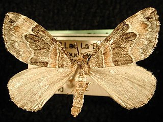 <i>Dysstroma hersiliata</i> species of insect