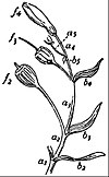 EB1911 Flower - helicoid cyme of a species of Alstroemeria.jpg