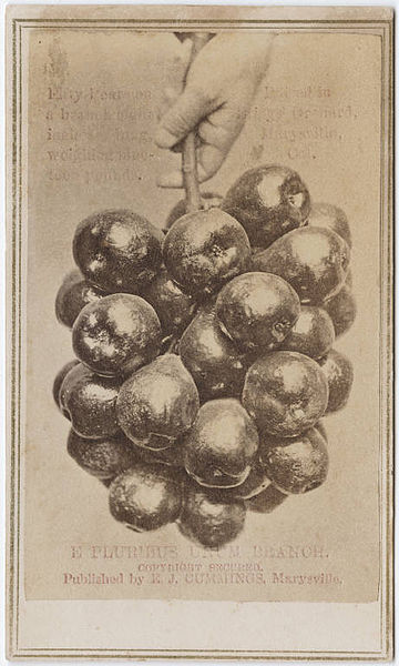 File:E pluribus unum branch. Fifty pears on a branch eight inches long, weighing nineteen lbs. Raised in Bruggs' Orchard, Marysville, Cal.jpg