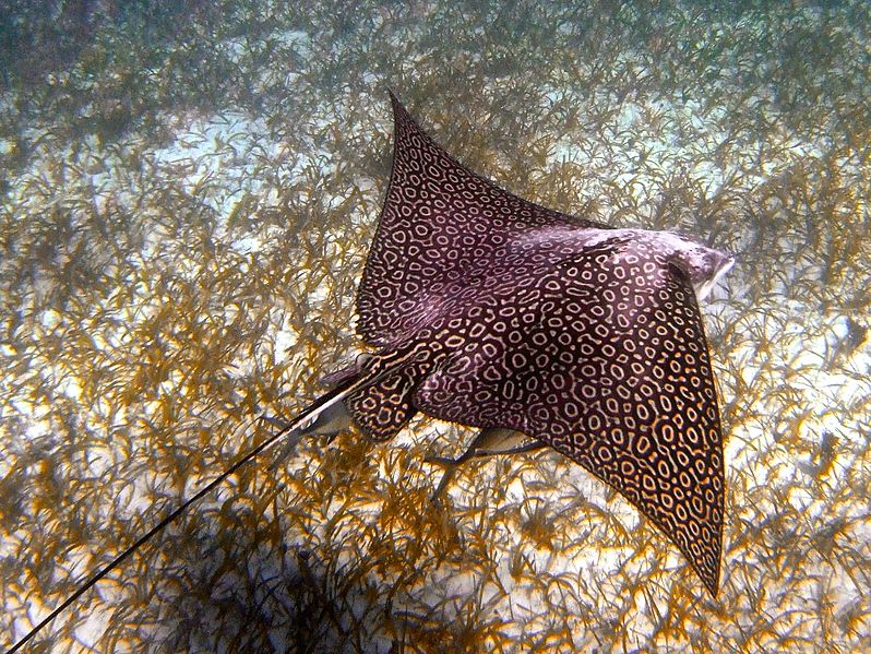 File:Eagle Ray (13002596504).jpg