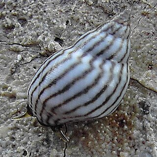 <i>Echinolittorina ziczac</i> species of mollusc