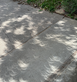 Eclipse projection through leaves in Dallas, Texas