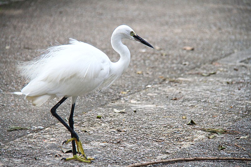 File:Egret, Hong kong.jpg