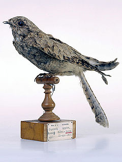 Egyptian nightjar Species of bird