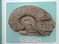 Eleniceras stevrecensis sp. nov., Lower en:Hauterivian, en:Stevrek, (Coll. en:St. Breskovski) at the en:Sofia University "St. Kliment Ohridski" Museum of Paleontology and Historical Geology