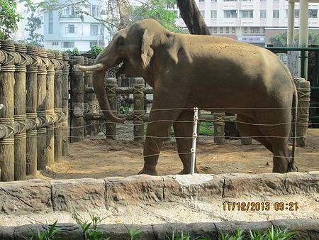 Tập_tin:Elephant_in_its_free-roaming_enclosure.JPG
