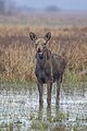 * Nomination Elk (Alces alces) calf --Charlesjsharp 13:44, 14 May 2023 (UTC) * Promotion  Support Good quality --LexKurochkin 14:20, 14 May 2023 (UTC)