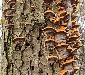 Elzeweerschijnzwam (Inonotus radiatus).  Locatie, De Alde Feanen in Friesland 01.jpg