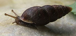 Caracol wolverine da montanha (Ena montana)