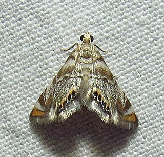 <i>Eoparargyractis irroratalis</i> Species of moth