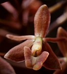 Epidendrum anceps - fl. 
 jpg