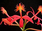 Epidendrum cinnabarinum 06. jpg