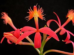 Epidendrum cinnabarinum 06. jpg