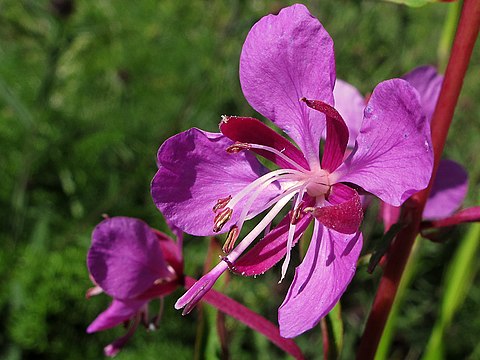 Кипрей самоотверженный цветок. Epilobium angustifolium. Кипрей. Кипрей розовый. Кипрей цветок.