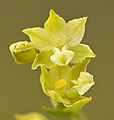 Epipactis atrorubens (f. Pallens) - Männiku.jpg