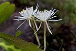Miniatura para Epiphyllum hookeri