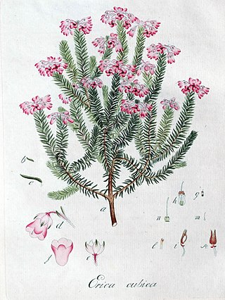 <span class="mw-page-title-main">Johann Christoph Wendland</span> German botanist (1755–1828)