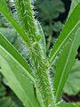 Stem somewhat coarsely hairy (hairs rather bulbous-based)