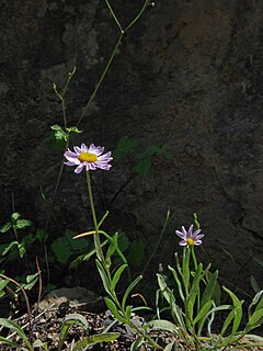 <i>Erigeron maniopotamicus</i> Species of flowering plant