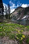 Erythronium montanum at Sky High Lakes (8756095009).jpg