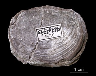 Trimerellida Extinct order of brachiopods