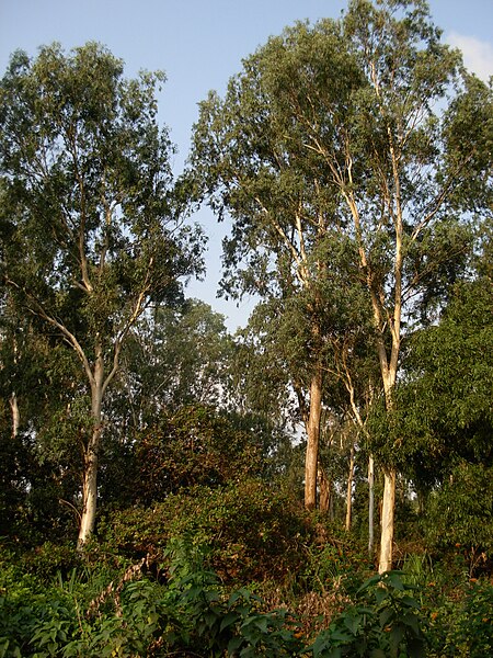 File:Eucalyptus New Digha 0038.JPG