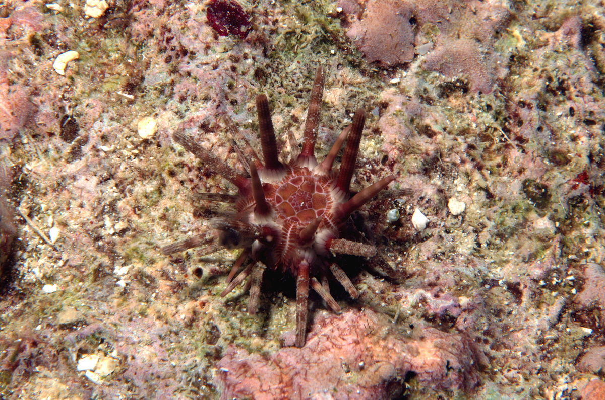 Sea urchin - Wikipedia