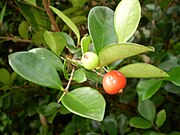 海滩蒲桃（英语：Eugenia reinwardtiana） Beach cherry