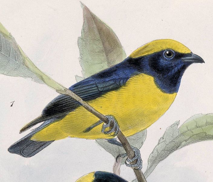 File:Euphonia luteicapilla 1902.jpg