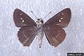 Euphyes vestris (Papilionoidea, Hesperiidae)