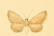 Eupithecia sutiliata.JPG