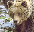 * Nomination Eurasian brown bear (Ursus arctos arctos) female --Charlesjsharp 08:02, 15 July 2022 (UTC) * Promotion  Support Good quality. --IamMM 08:43, 16 July 2022 (UTC)